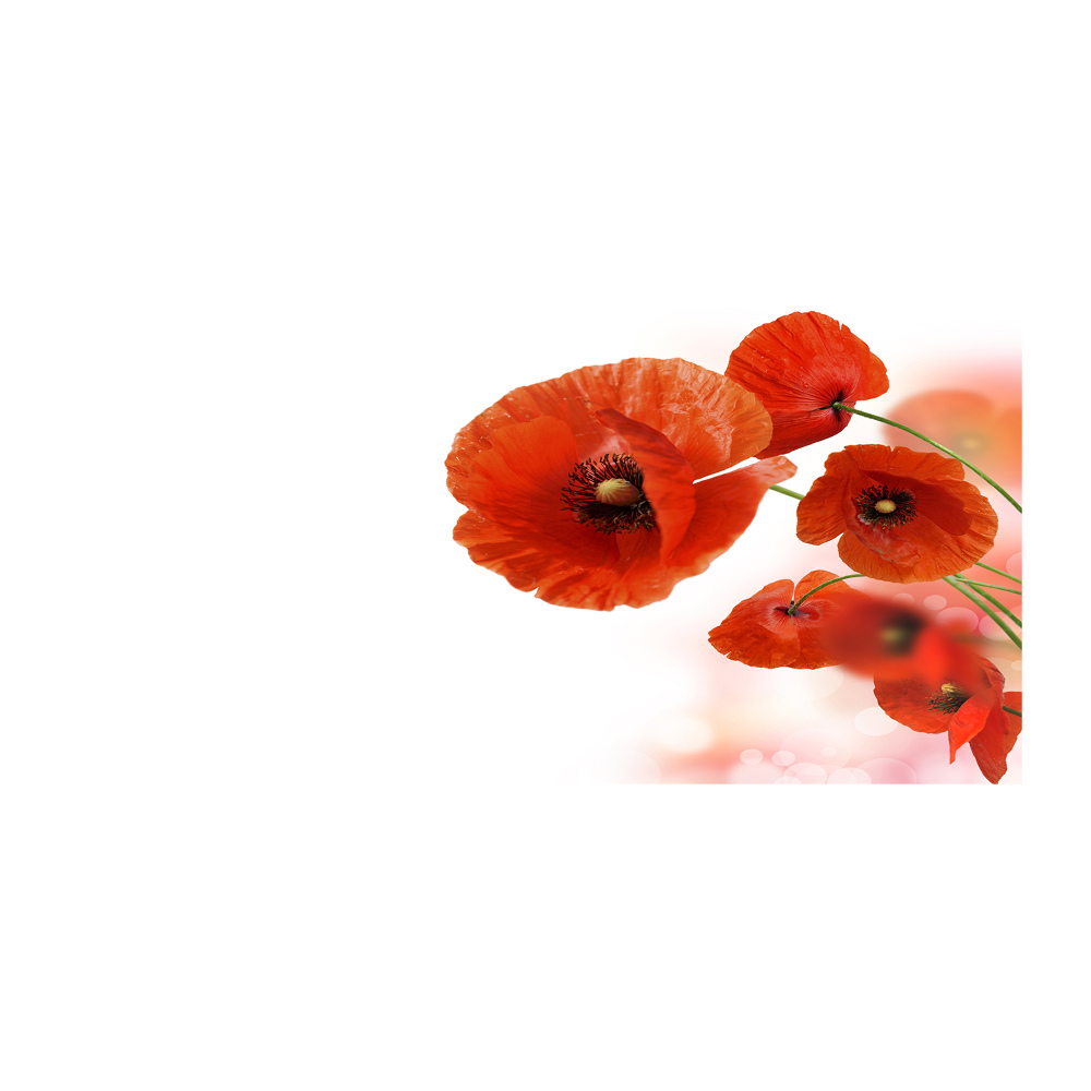 Tableau sur verre Coquelicots rouges