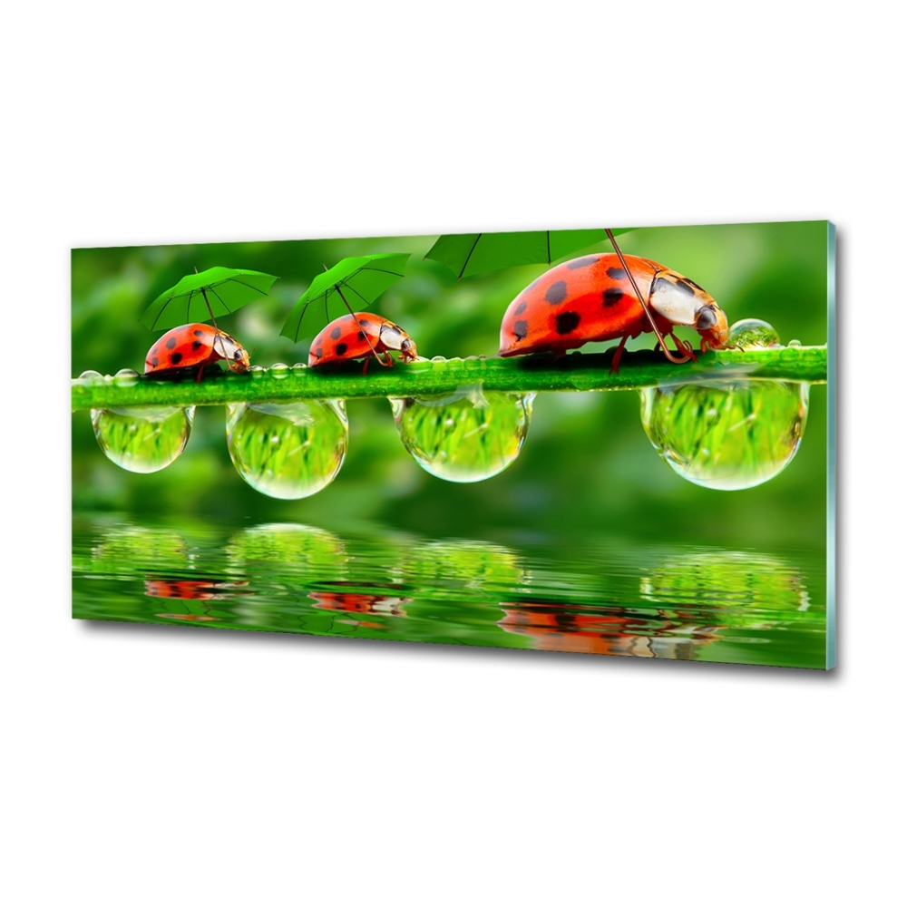 Tableau photo sur verre Coccinelles parapluies