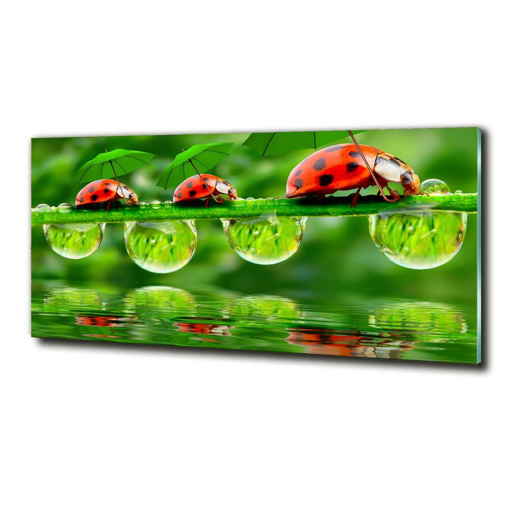 Tableau photo sur verre Coccinelles parapluies