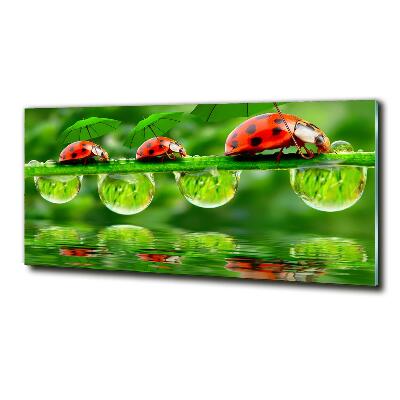 Tableau photo sur verre Coccinelles parapluies