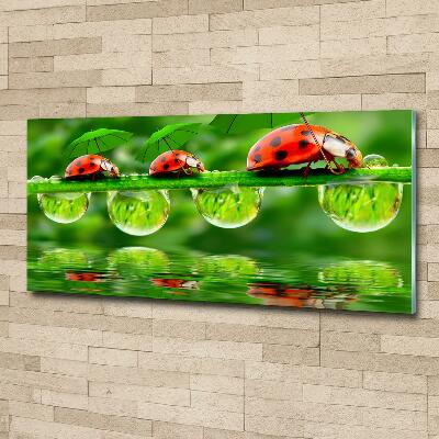 Tableau photo sur verre Coccinelles parapluies