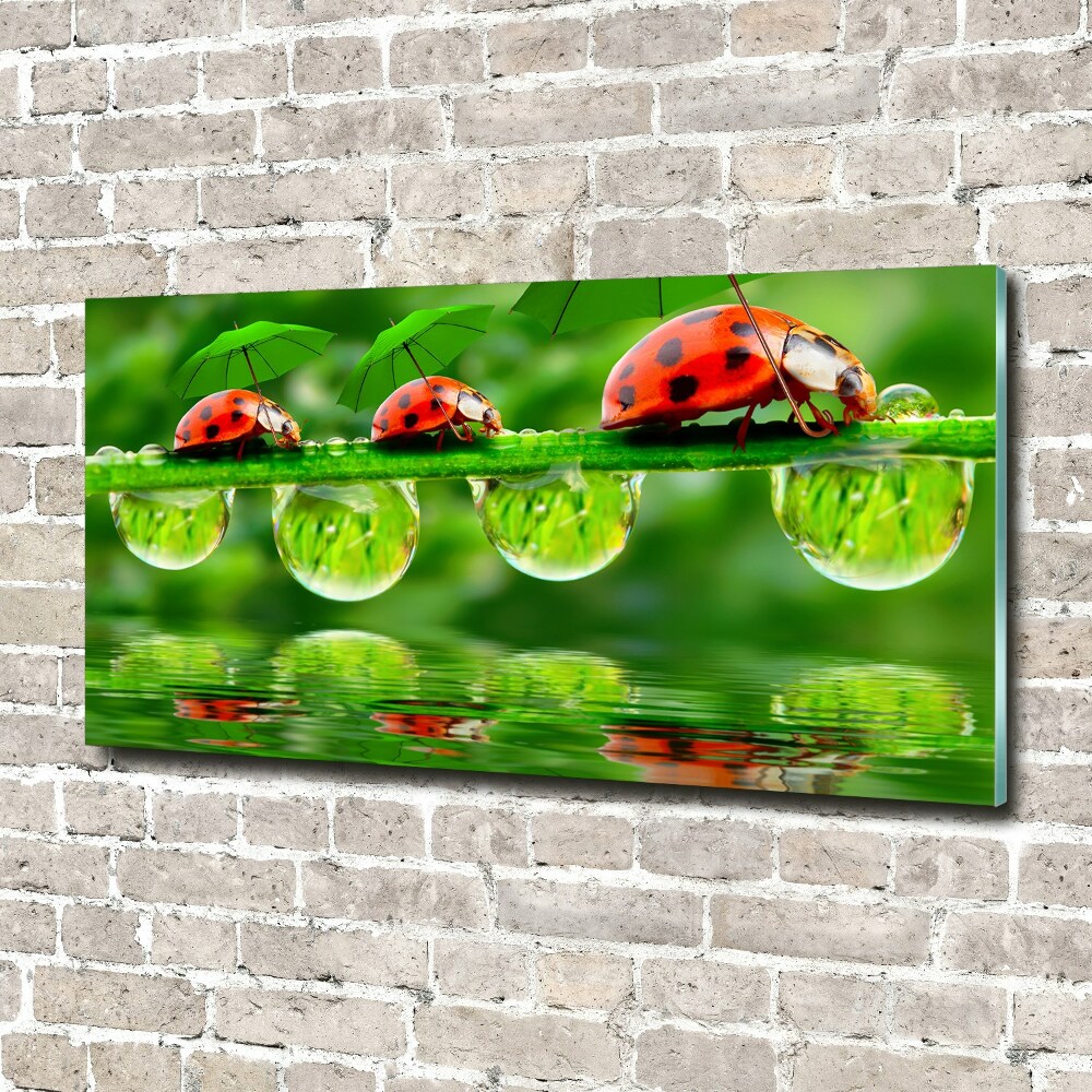 Tableau photo sur verre Coccinelles parapluies