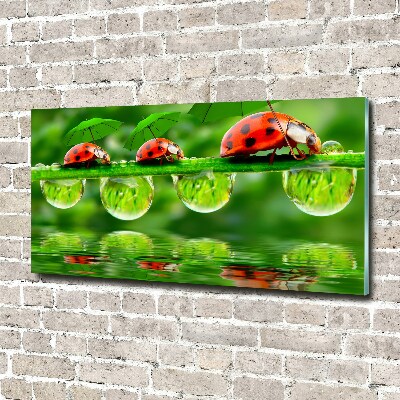 Tableau photo sur verre Coccinelles parapluies