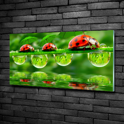 Tableau photo sur verre Coccinelles parapluies