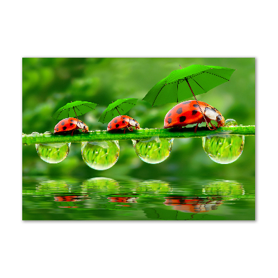 Tableau photo sur verre Coccinelles parapluies