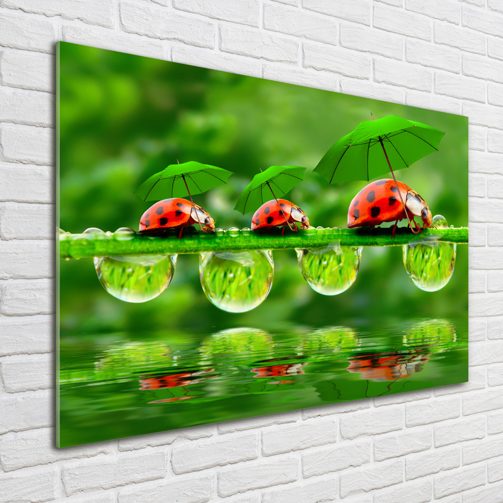 Tableau photo sur verre Coccinelles parapluies