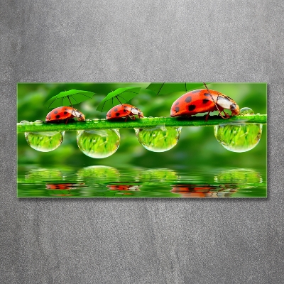 Tableau photo sur verre Coccinelles parapluies