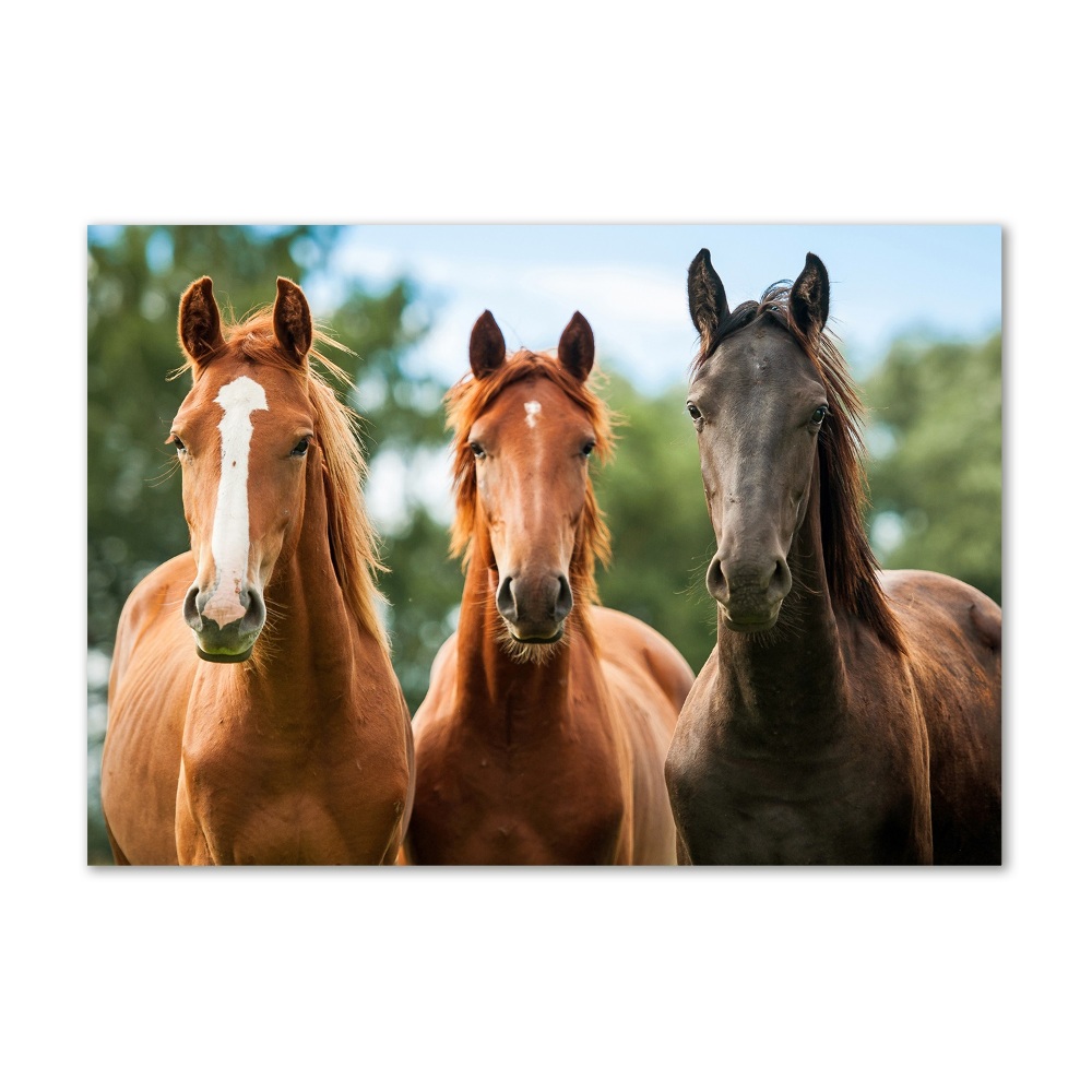 Tableau en verre Trois chevaux