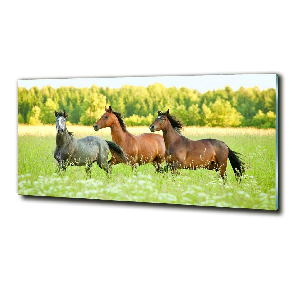 Tableau photo sur verre Chevaux au galop