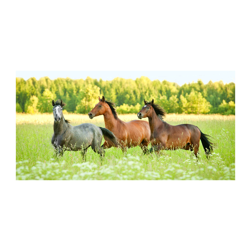 Tableau photo sur verre Chevaux au galop