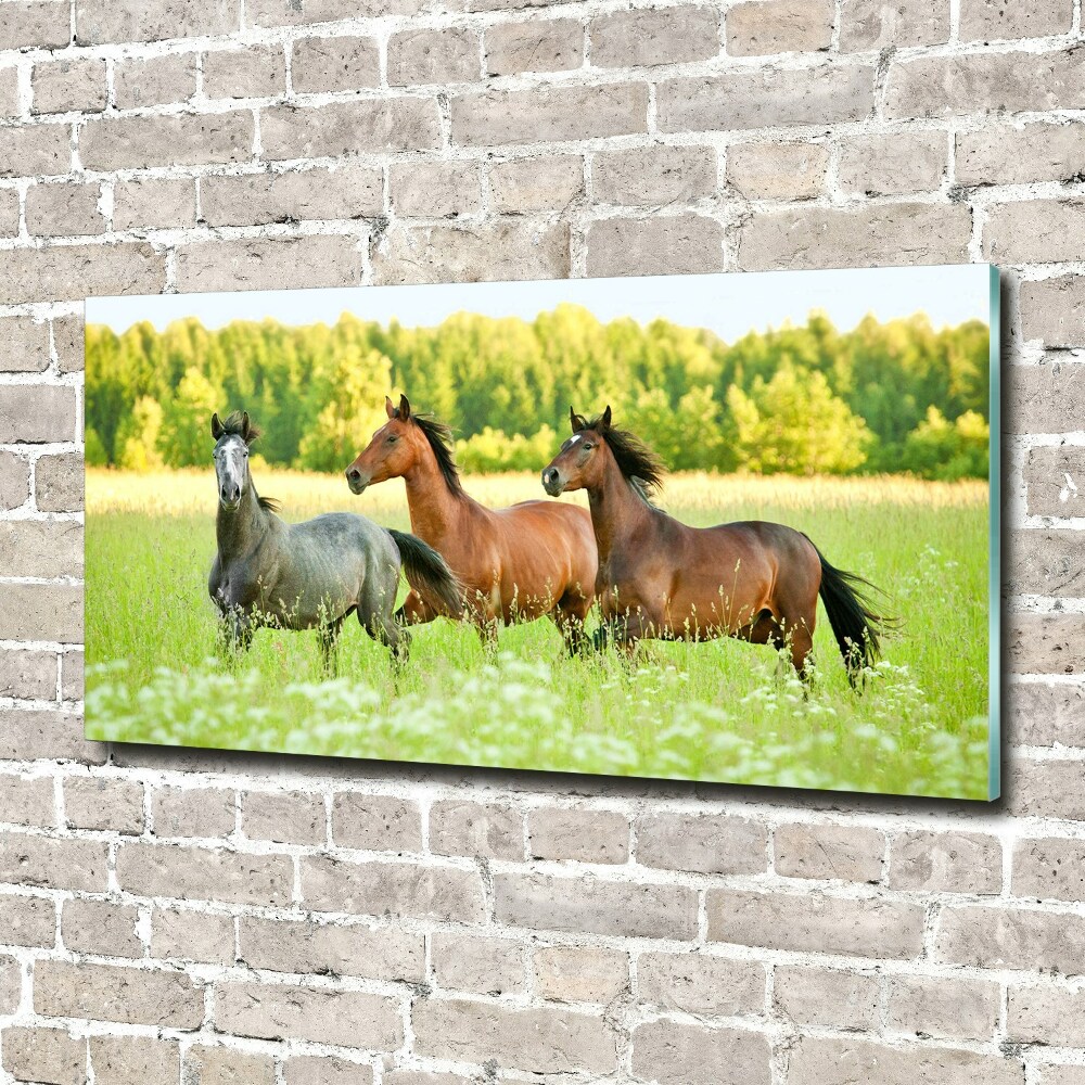 Tableau photo sur verre Chevaux au galop