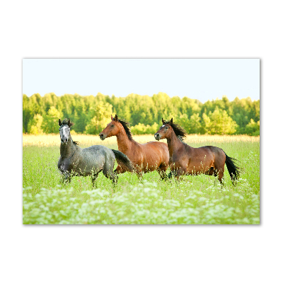 Tableau photo sur verre Chevaux au galop