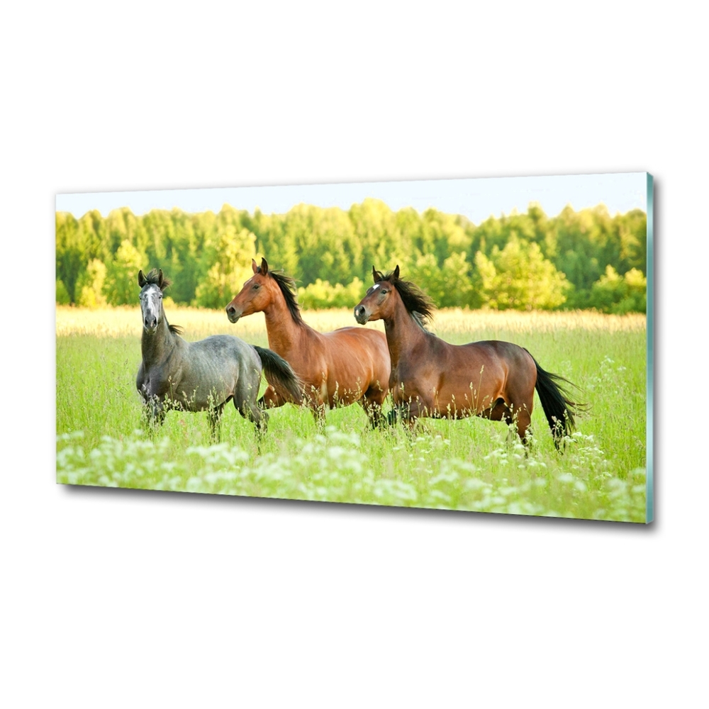 Tableau photo sur verre Chevaux au galop