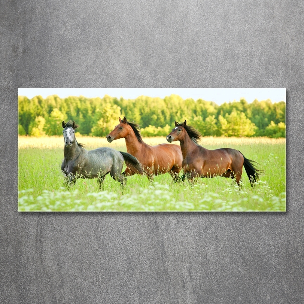 Tableau photo sur verre Chevaux au galop