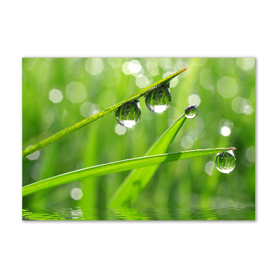 Tableau imprimé sur verre Gouttes sur l'herbe