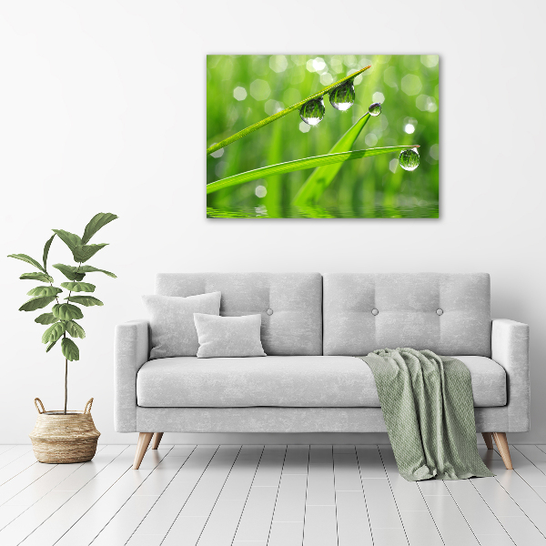 Tableau imprimé sur verre Gouttes sur l'herbe