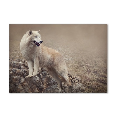 Tableau en verre Loup blanc sur un rocher