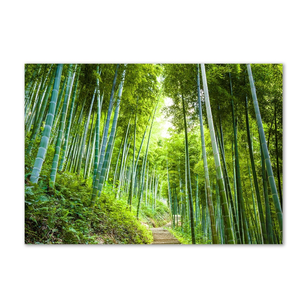 Tableau photo sur verre Forêt de bambous