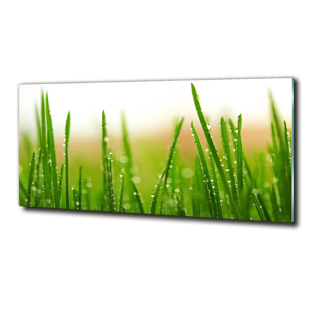 Tableau photo sur verre Herbe