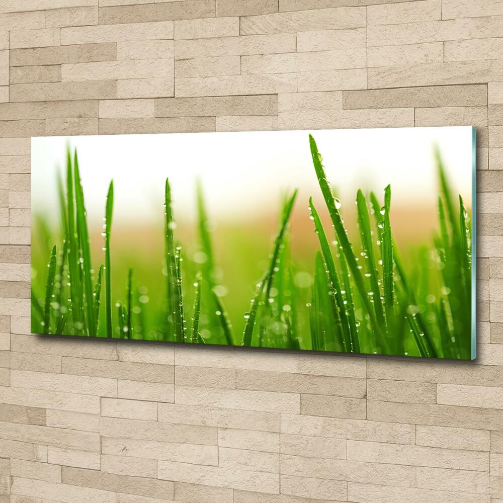 Tableau photo sur verre Herbe