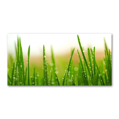 Tableau photo sur verre Herbe