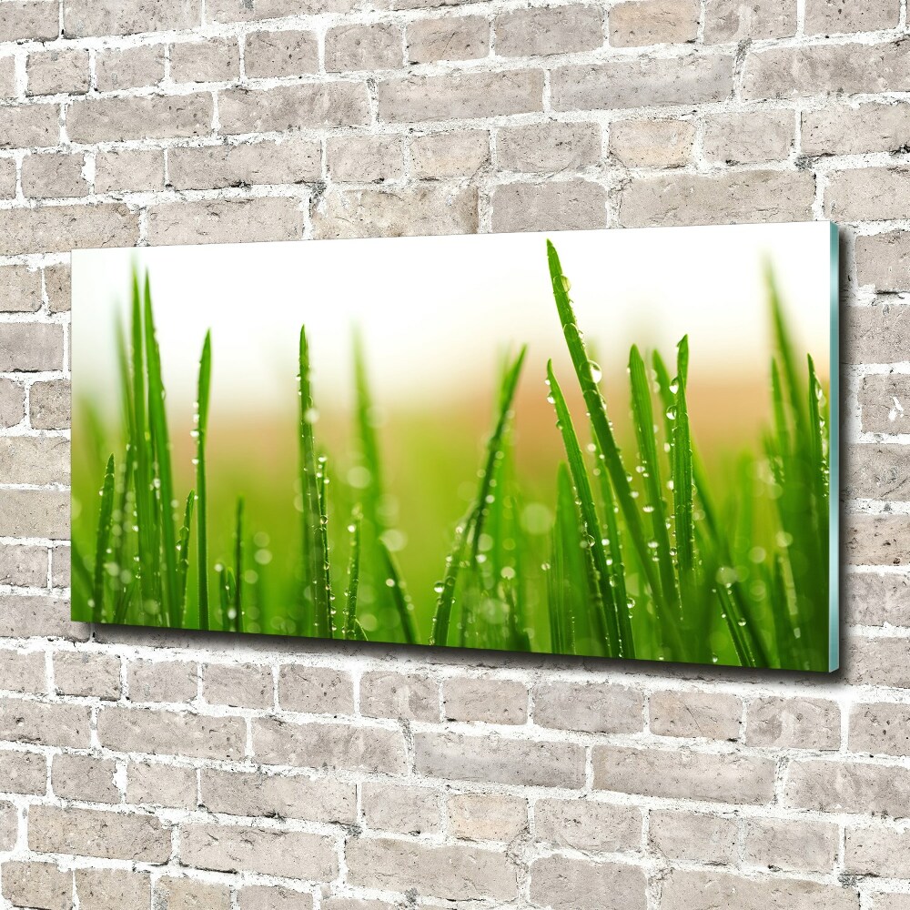 Tableau photo sur verre Herbe