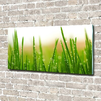 Tableau photo sur verre Herbe