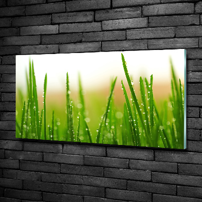 Tableau photo sur verre Herbe