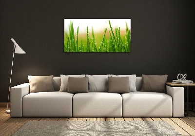 Tableau photo sur verre Herbe