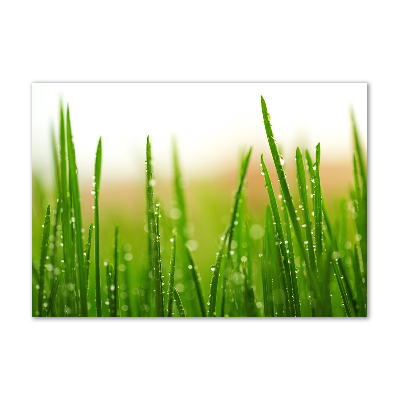 Tableau photo sur verre Herbe