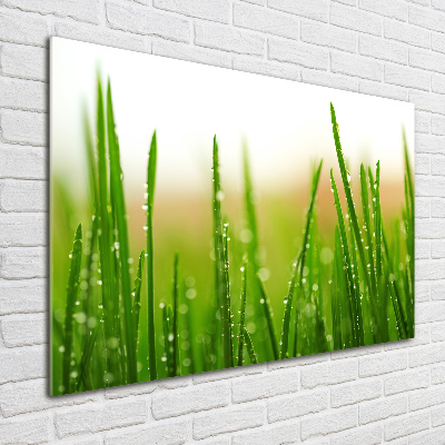 Tableau photo sur verre Herbe