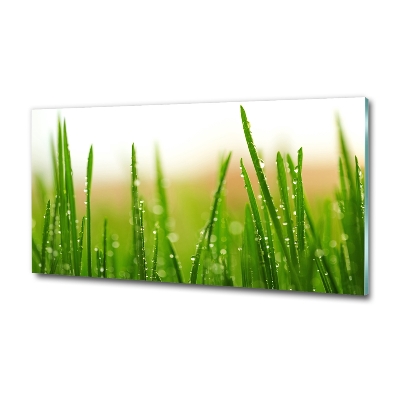 Tableau photo sur verre Herbe