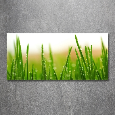 Tableau photo sur verre Herbe