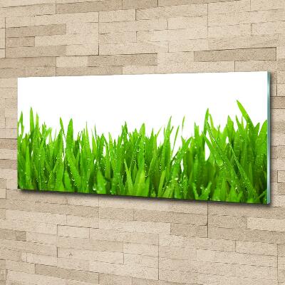 Tableau photo sur verre Herbe