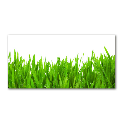 Tableau photo sur verre Herbe