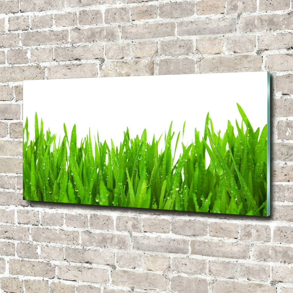 Tableau photo sur verre Herbe