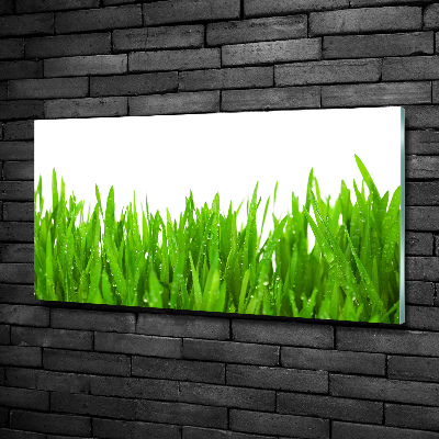 Tableau photo sur verre Herbe