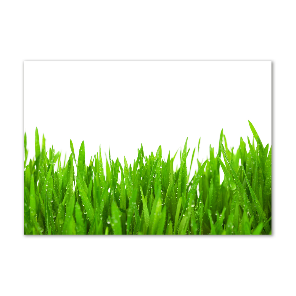 Tableau photo sur verre Herbe