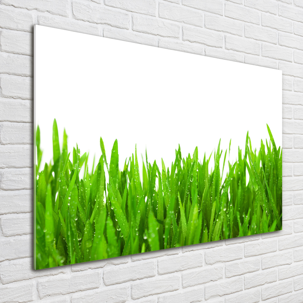 Tableau photo sur verre Herbe