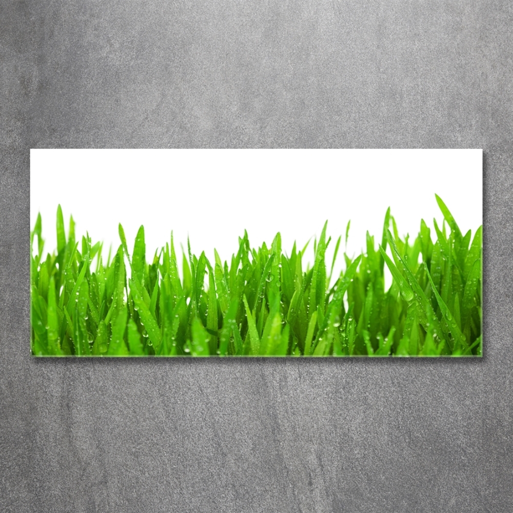 Tableau photo sur verre Herbe