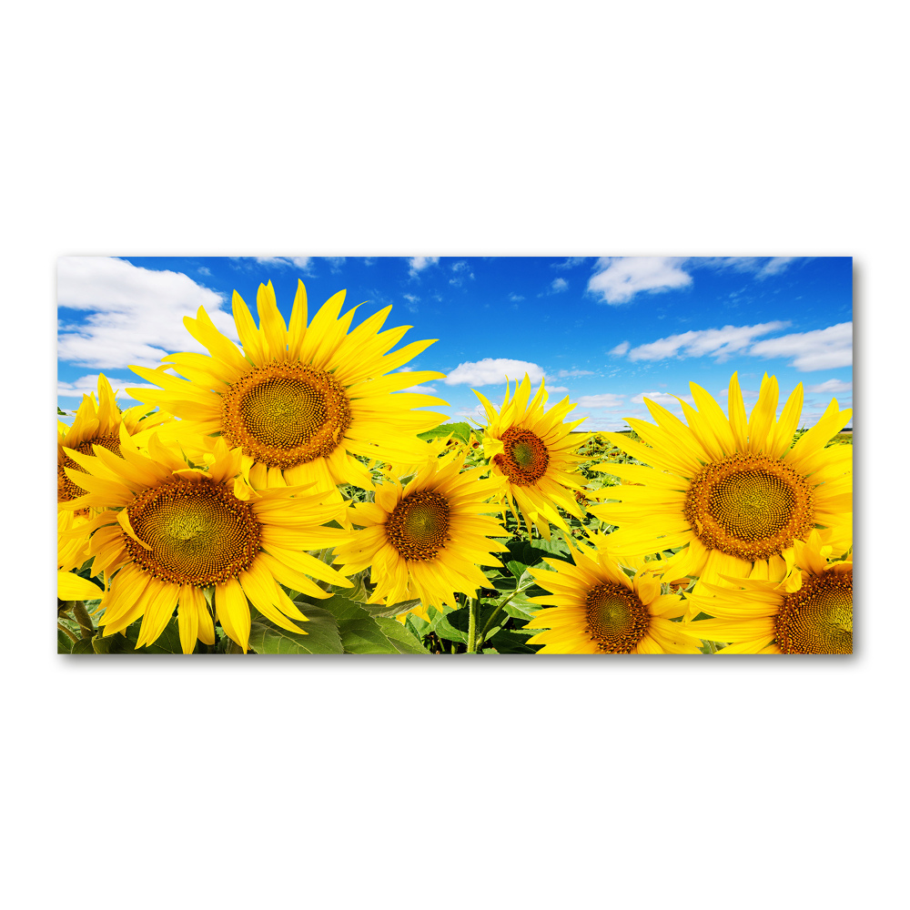 Tableau photo sur verre Tournesol