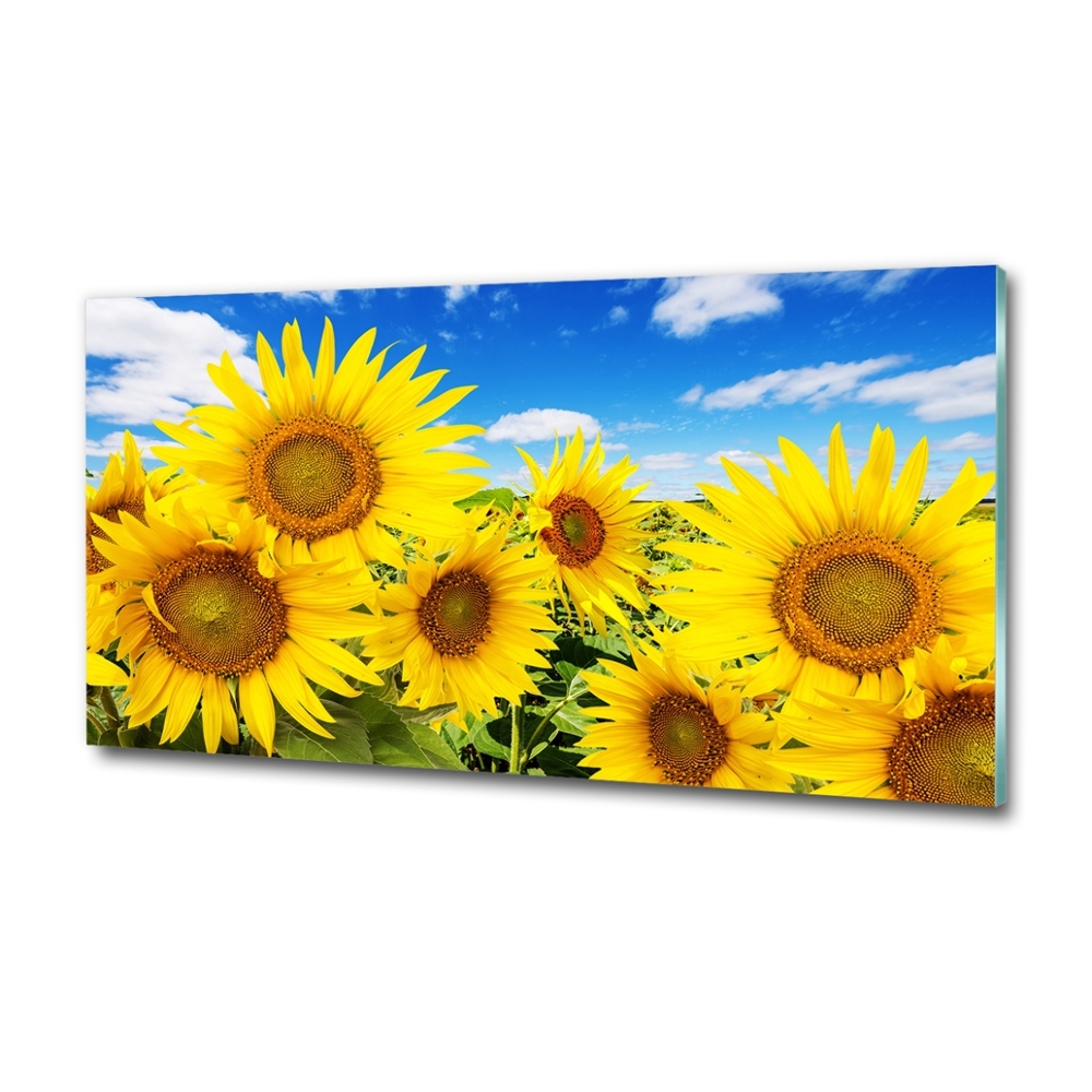 Tableau photo sur verre Tournesol