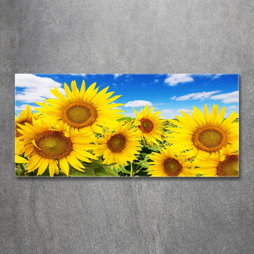 Tableau photo sur verre Tournesol