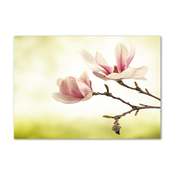 Tableau photo sur verre Magnolia