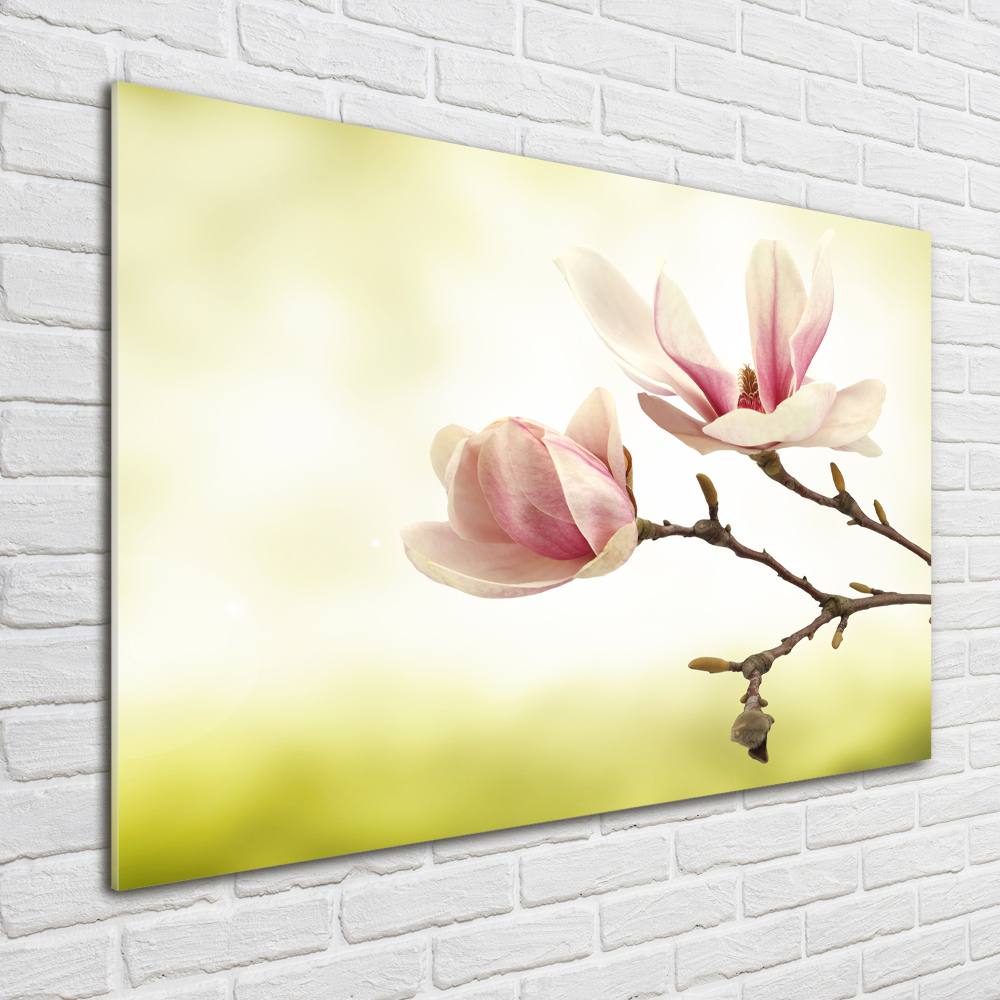 Tableau photo sur verre Magnolia