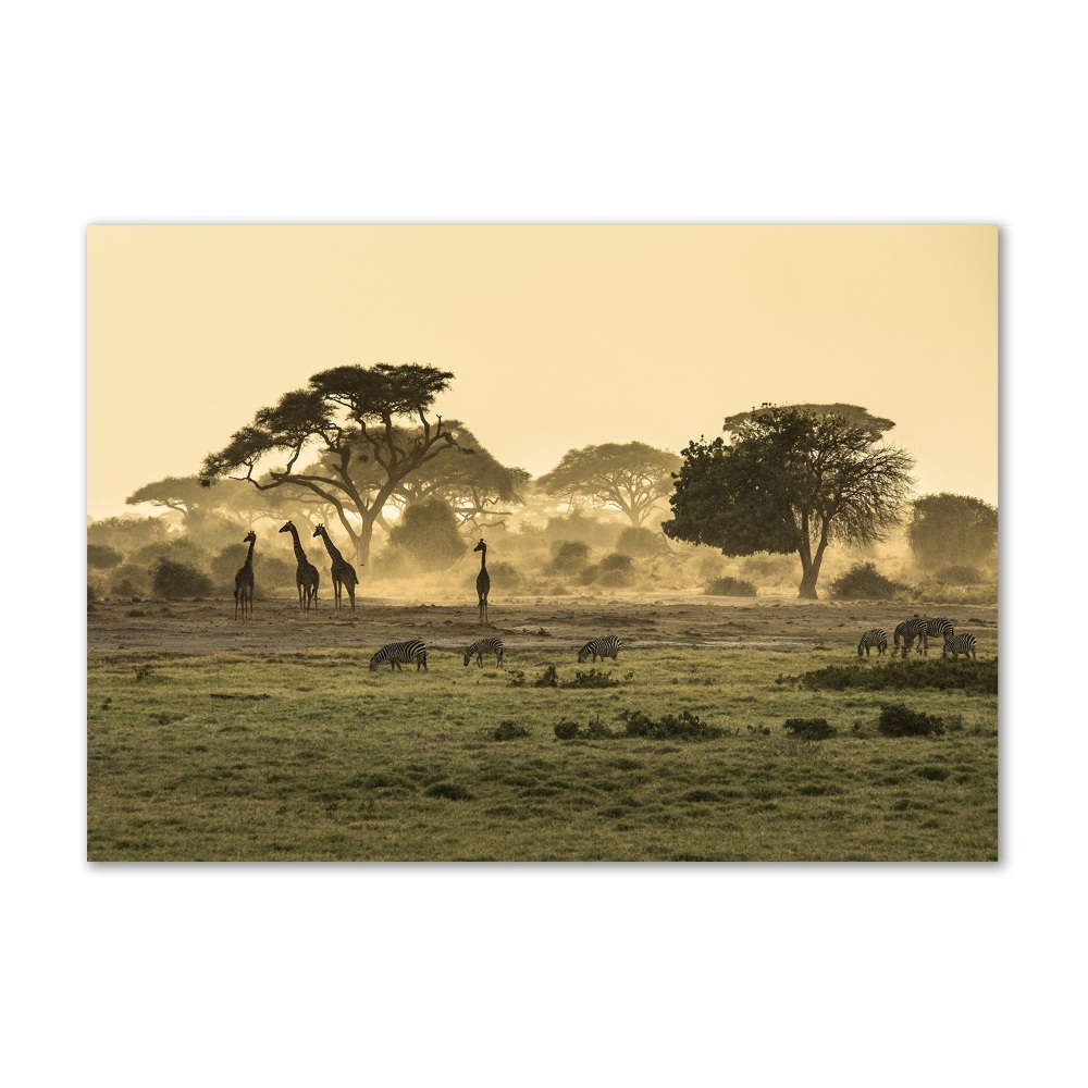 Tableau verre imprimé Girafes dans la savane