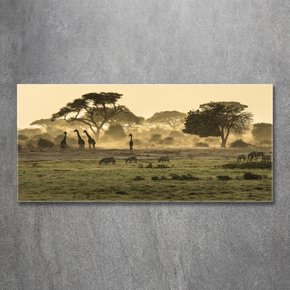 Tableau verre imprimé Girafes dans la savane