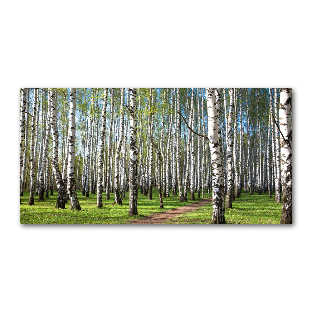 Tableau photo sur verre Forêt de bouleaux