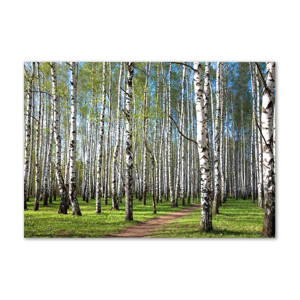 Tableau photo sur verre Forêt de bouleaux