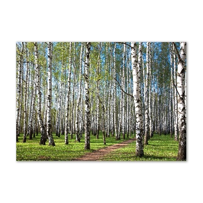 Tableau photo sur verre Forêt de bouleaux